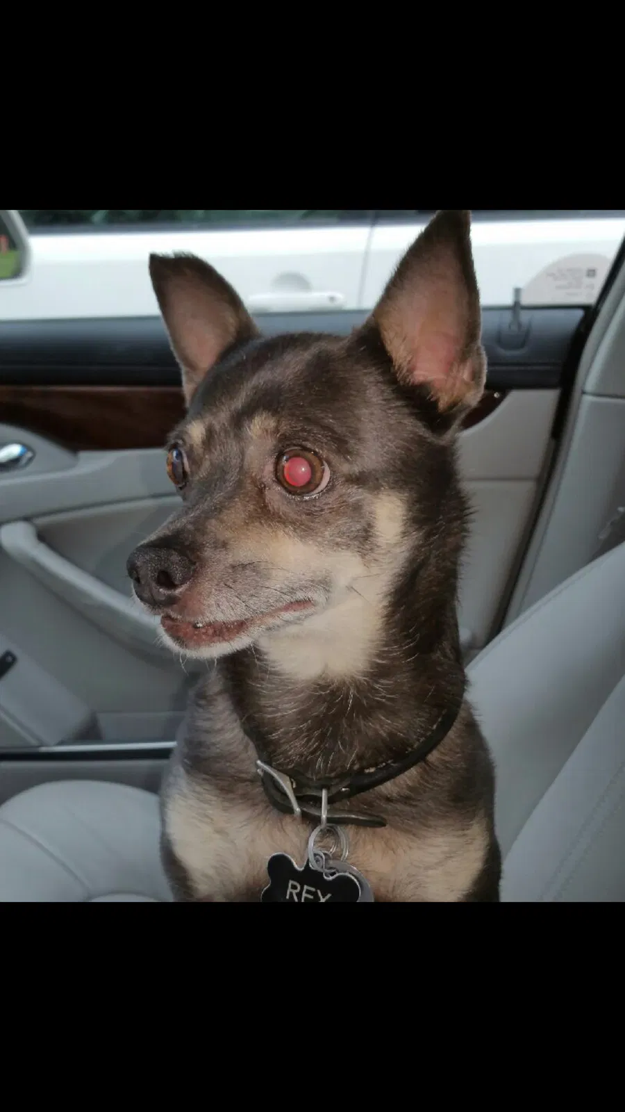 Lost dog in Summerfield, NC, 27358