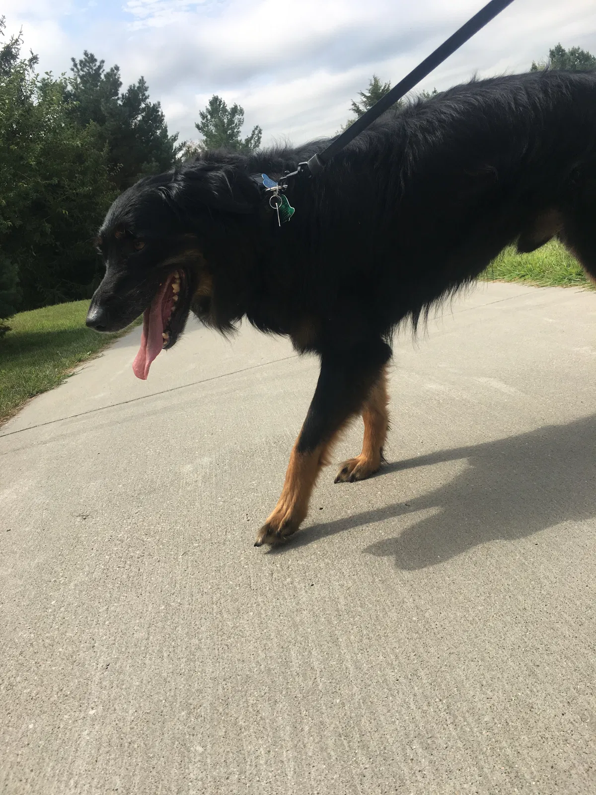 Lost dog in Lincoln, NE, 68528