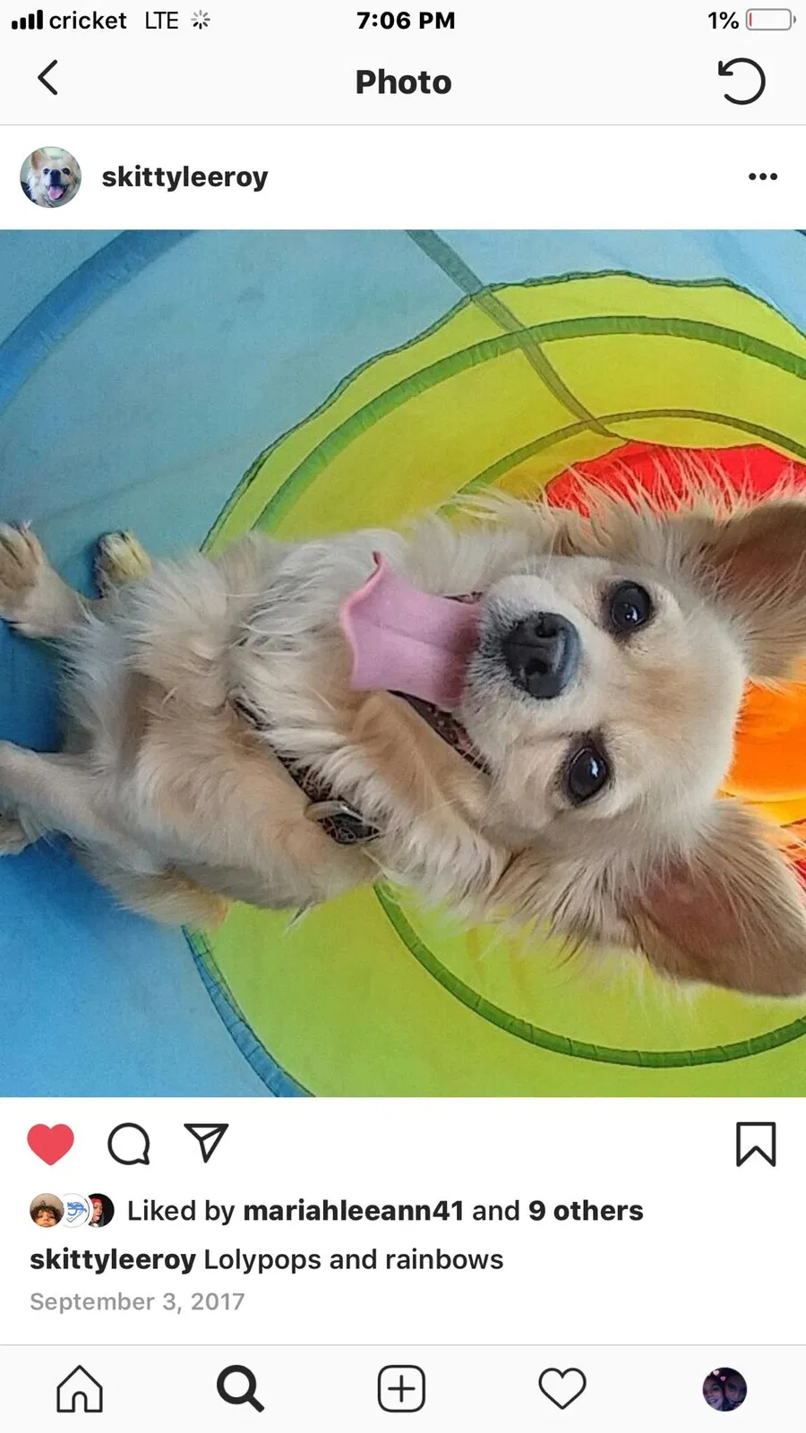 Lost dog in Mesa, AZ, 85210