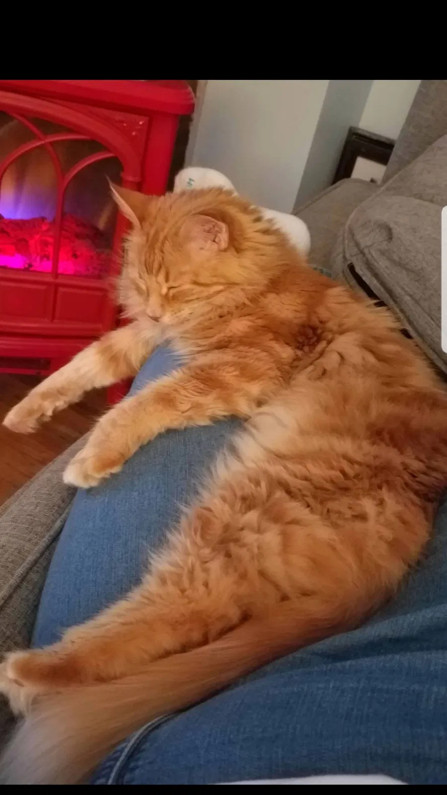 Lost cat in Columbus, OH, 43204