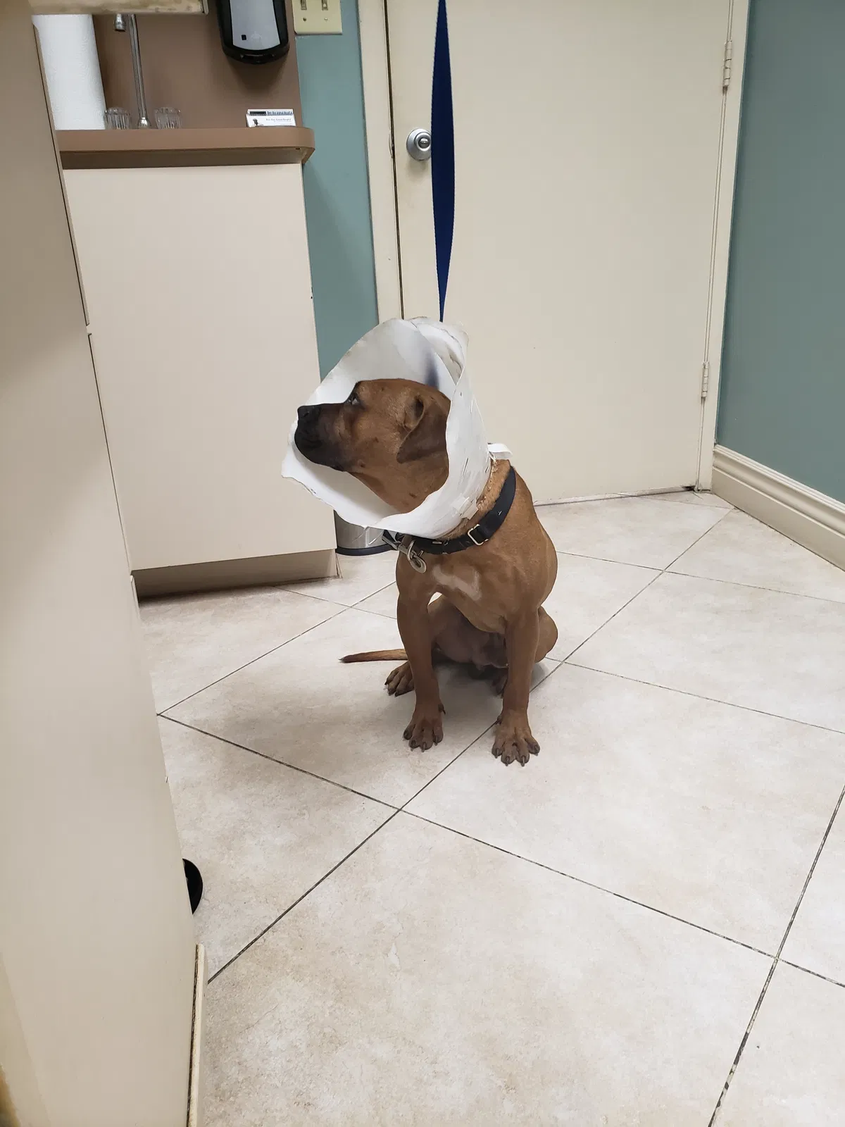 Lost dog in Pompano Beach, FL, 33064