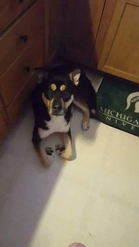 Lost dog in Portage, MI, 49002