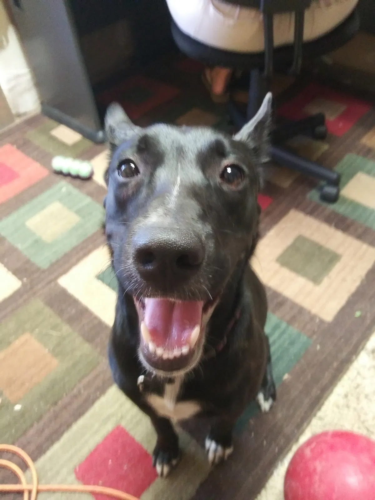 Lost dog in Tempe, AZ, 85281