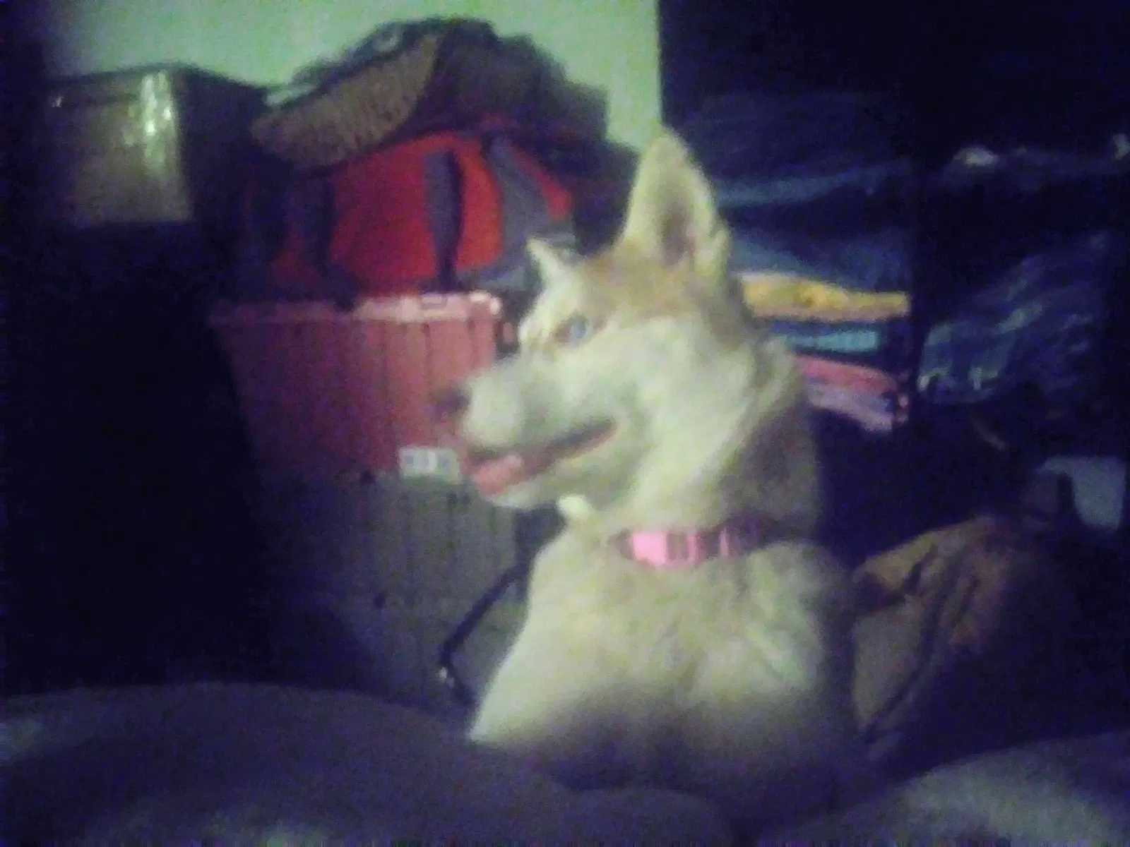 Lost dog in Atlanta, GA, 30318