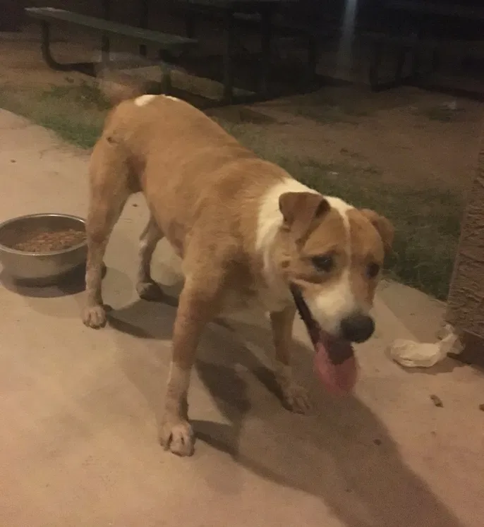 Lost dog in Avondale, AZ, 85323