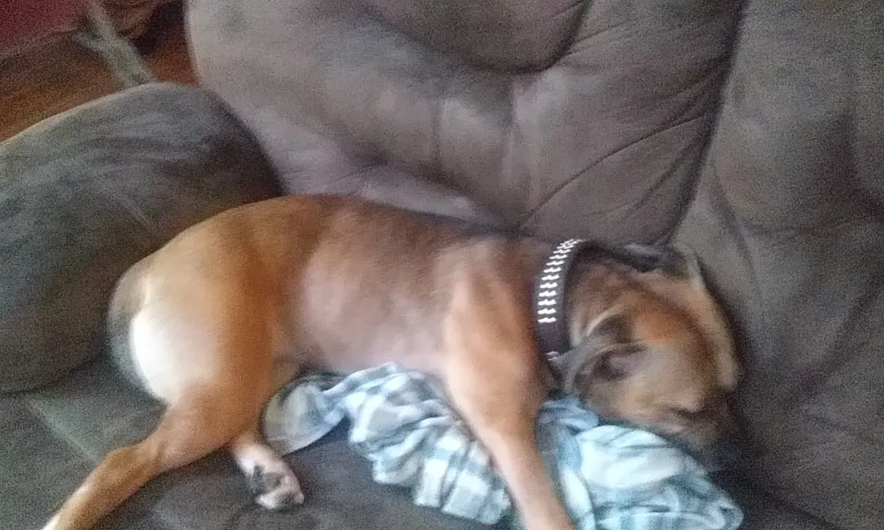 Lost dog in Airway Heights, WA, 99001