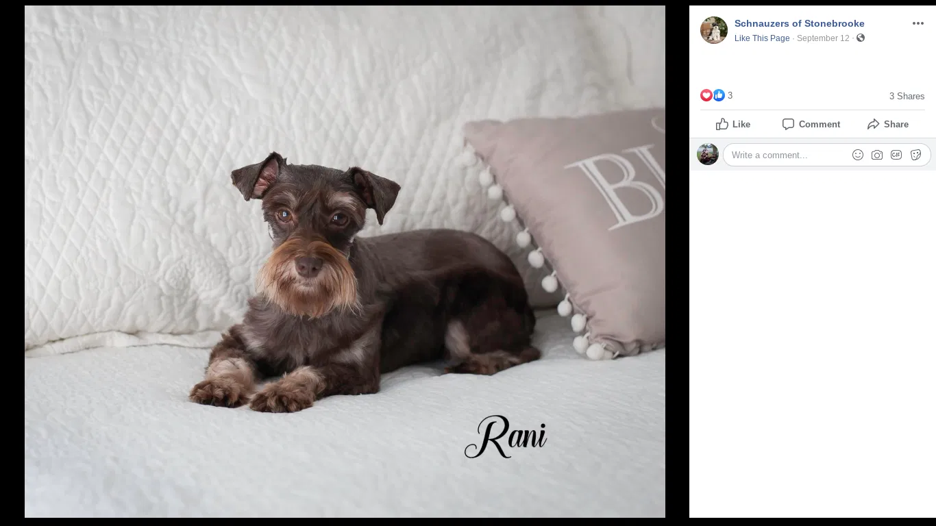 Lost dog in Honea Path, SC, 29654