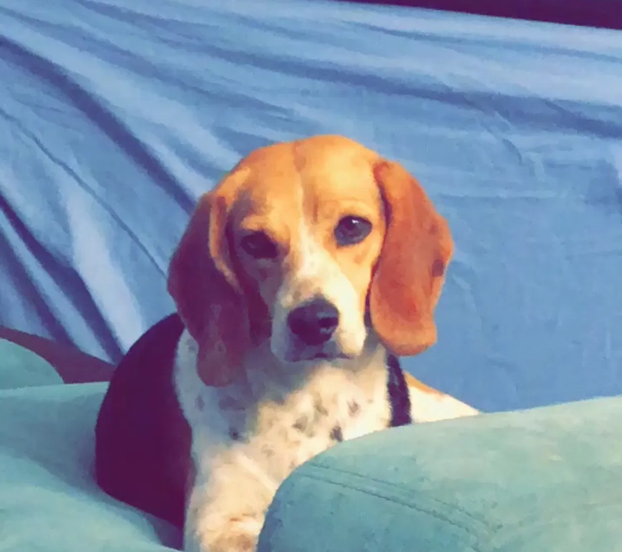Lost dog in Tucson, AZ, 85710