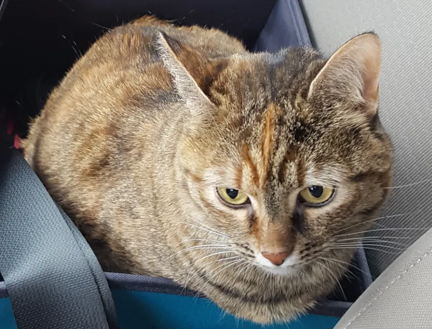 Lost cat in Denton, TX, 76208