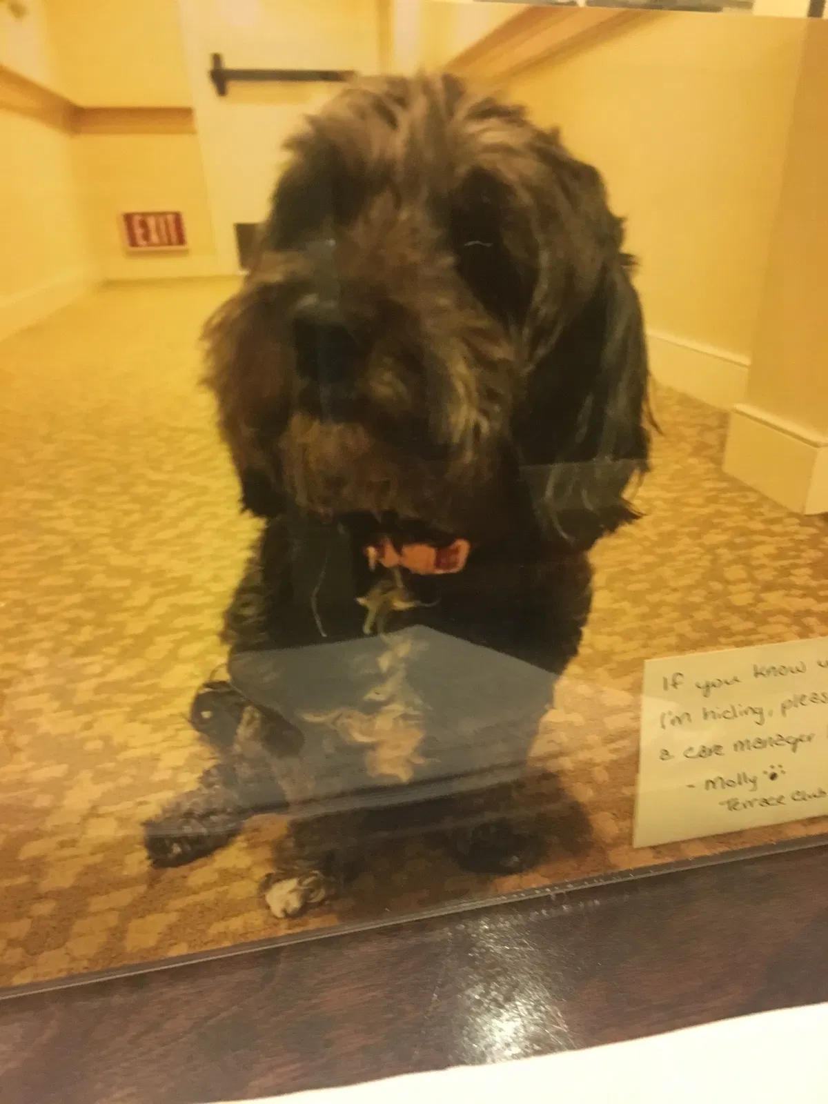 Lost dog in Simi Valley, CA, 93065
