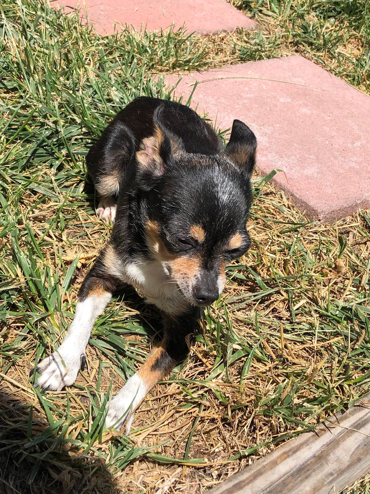 Lost dog in Mountain View, CA, 94043