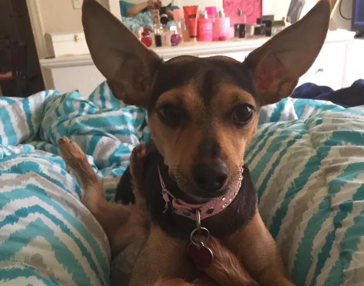 Lost dog in Colorado Springs, CO, 80910
