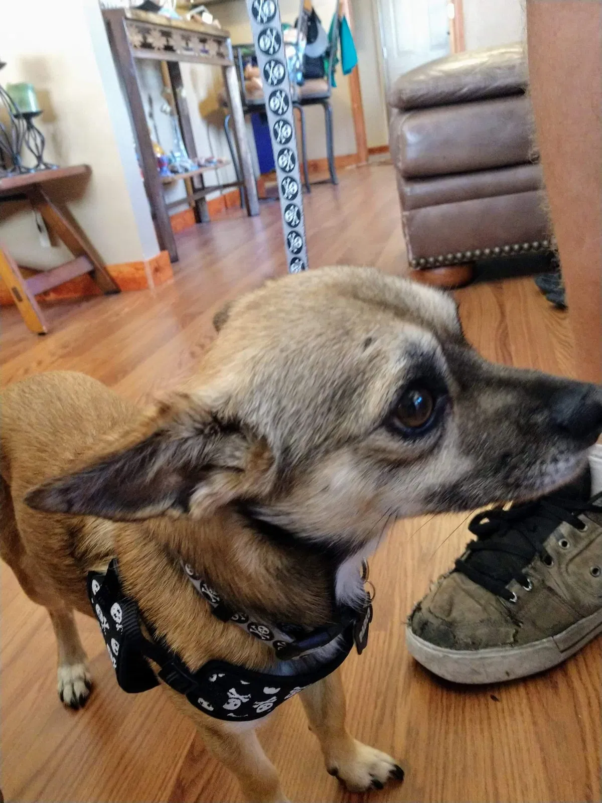 Lost dog in Albuquerque, NM, 87110