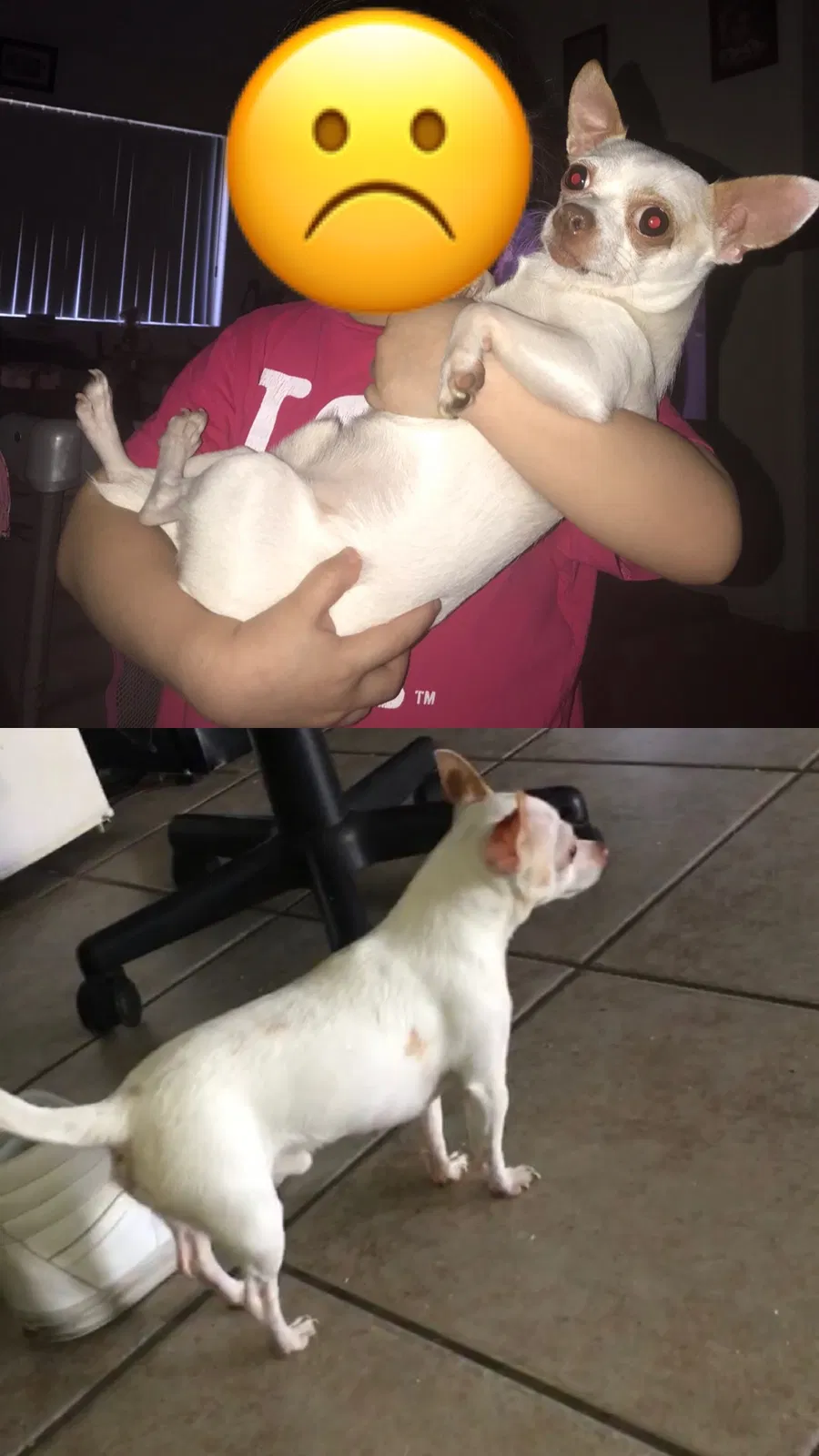 Lost dog in Riverside, CA, 92507