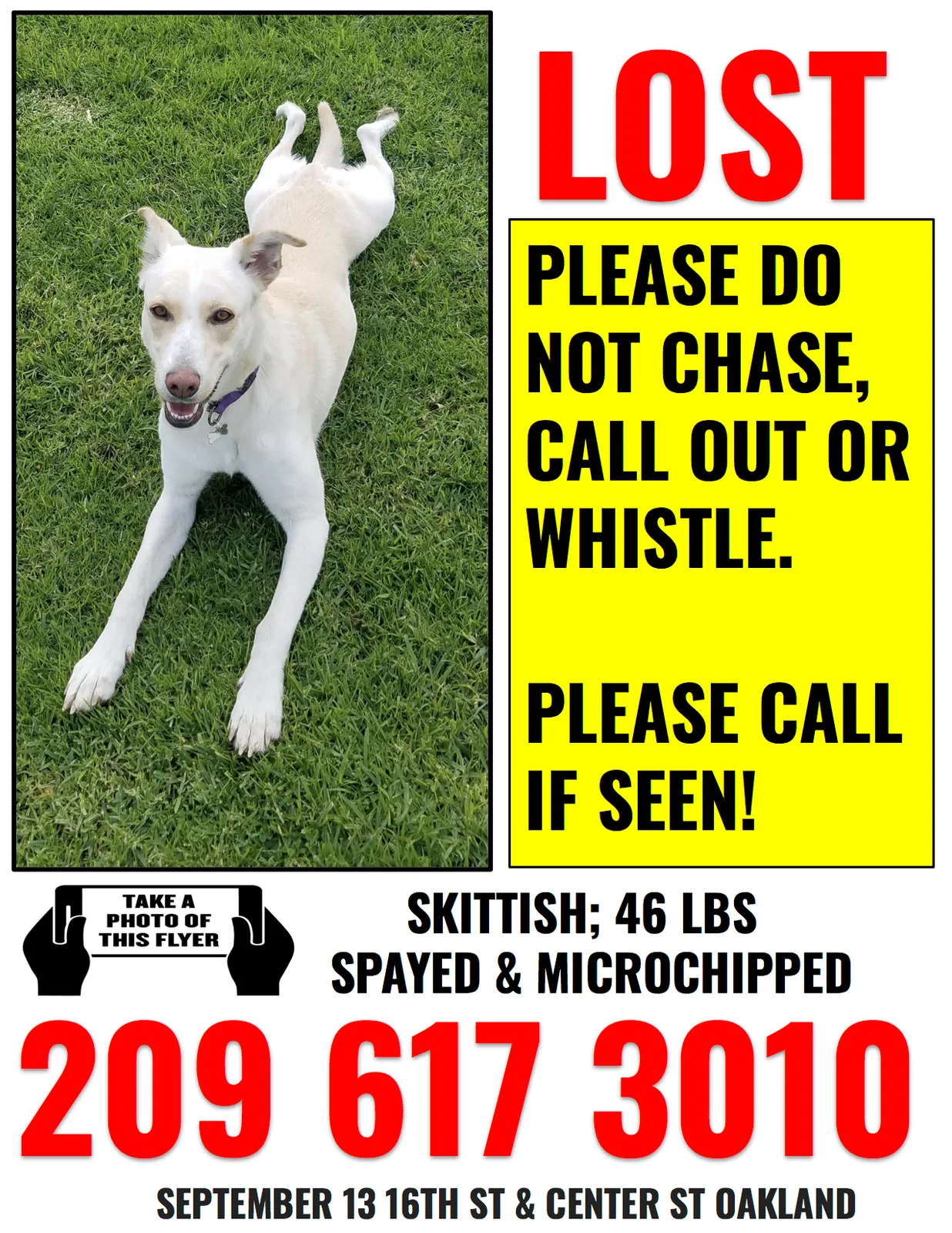 Lost dog in Oakland, CA, 94607