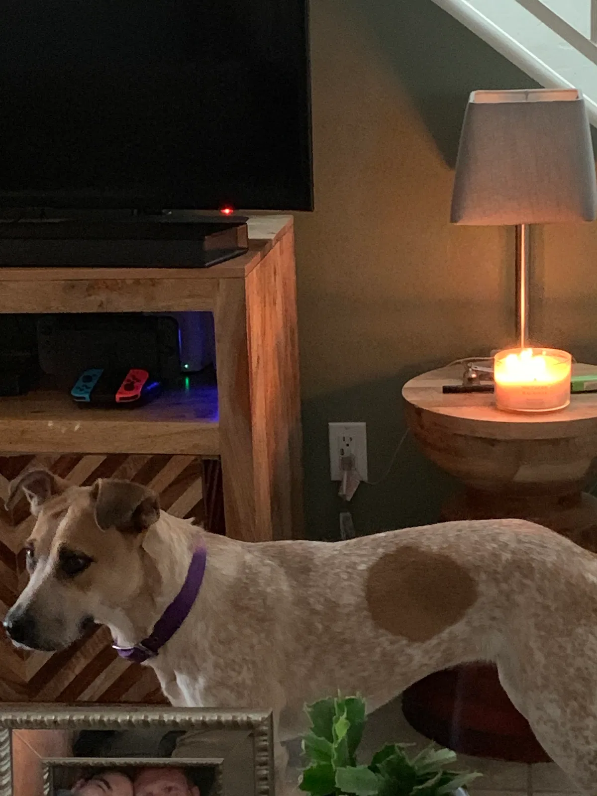 Lost dog in Tucson, AZ, 85712