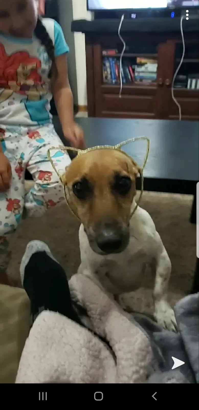 Lost dog in Greeley, CO, 80634