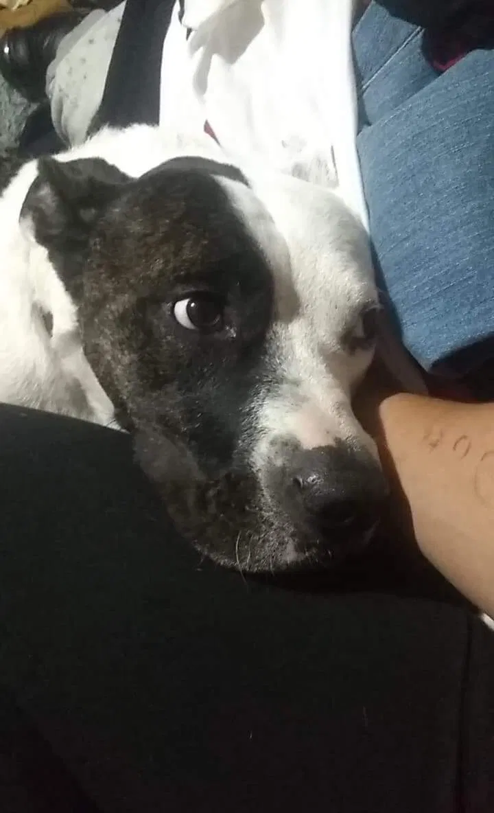 Lost dog in Oklahoma City, OK, 73160