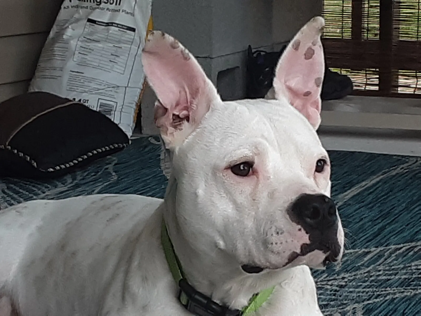 Lost dog in Montross, VA, 22520