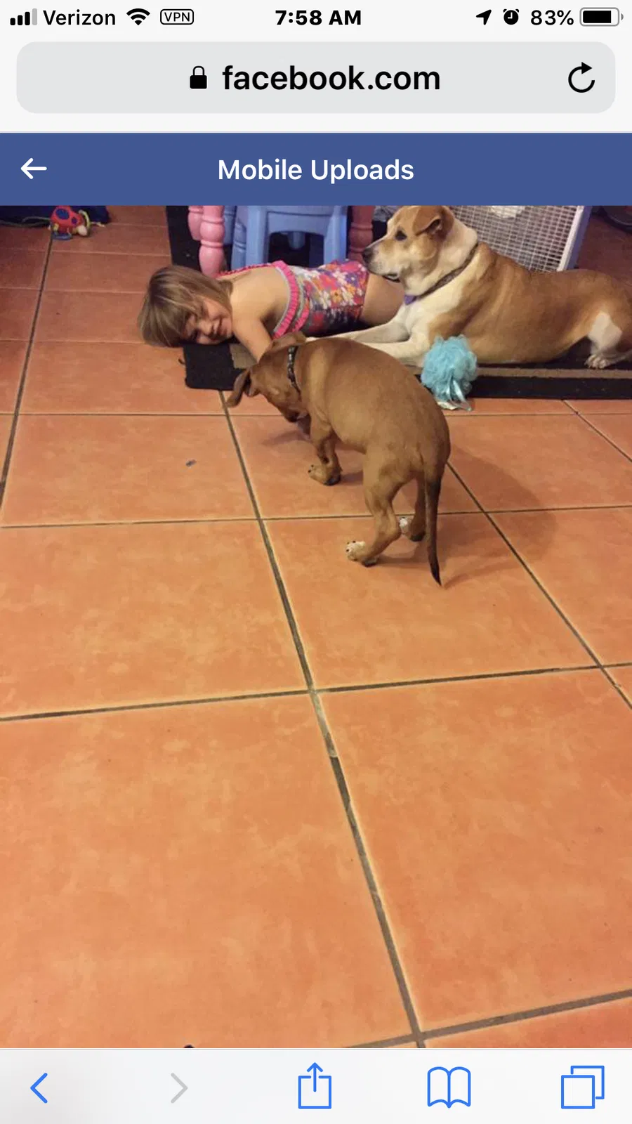Lost dog in Vail, AZ, 85641