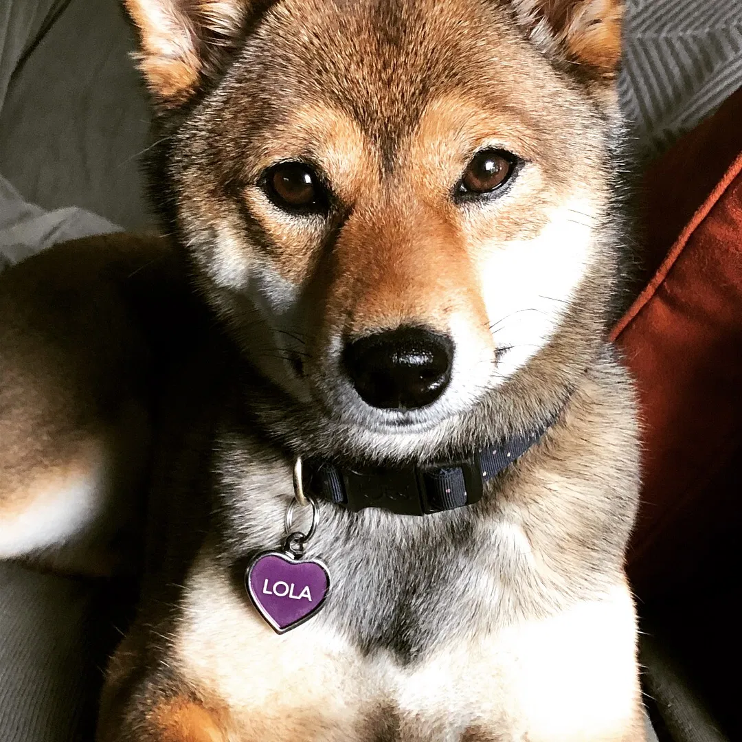 Lost dog in Spokane, WA, 99205