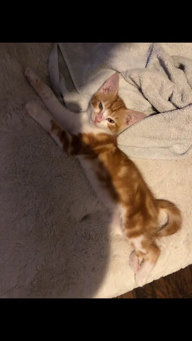 Lost cat in Crandall, TX, 75114