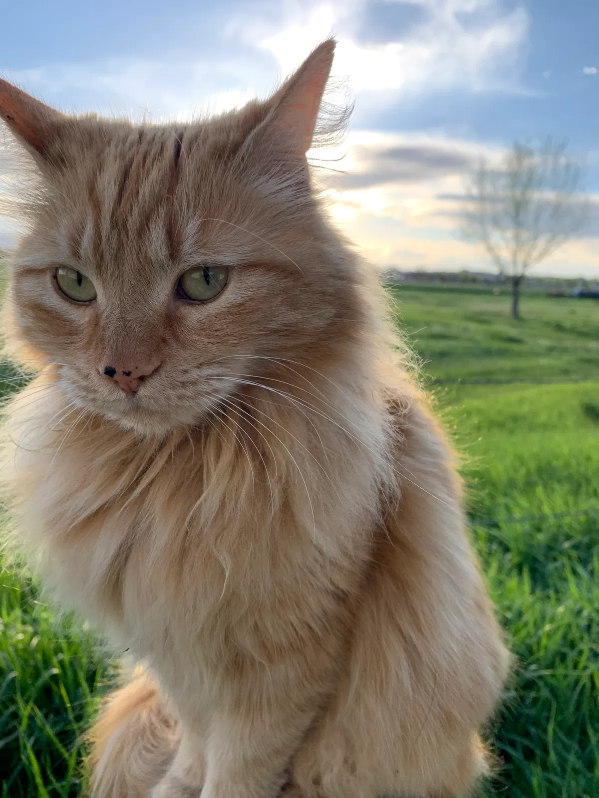 Lost cat in Lafayette, CO, 80026