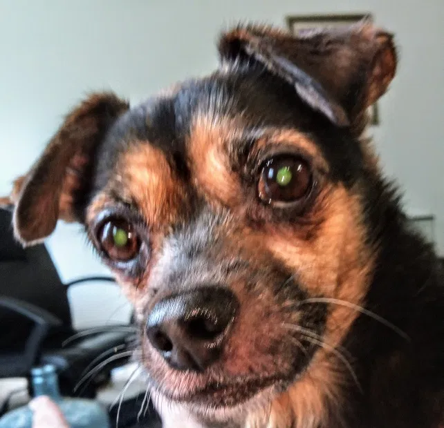 Lost dog in Euless, TX, 76040