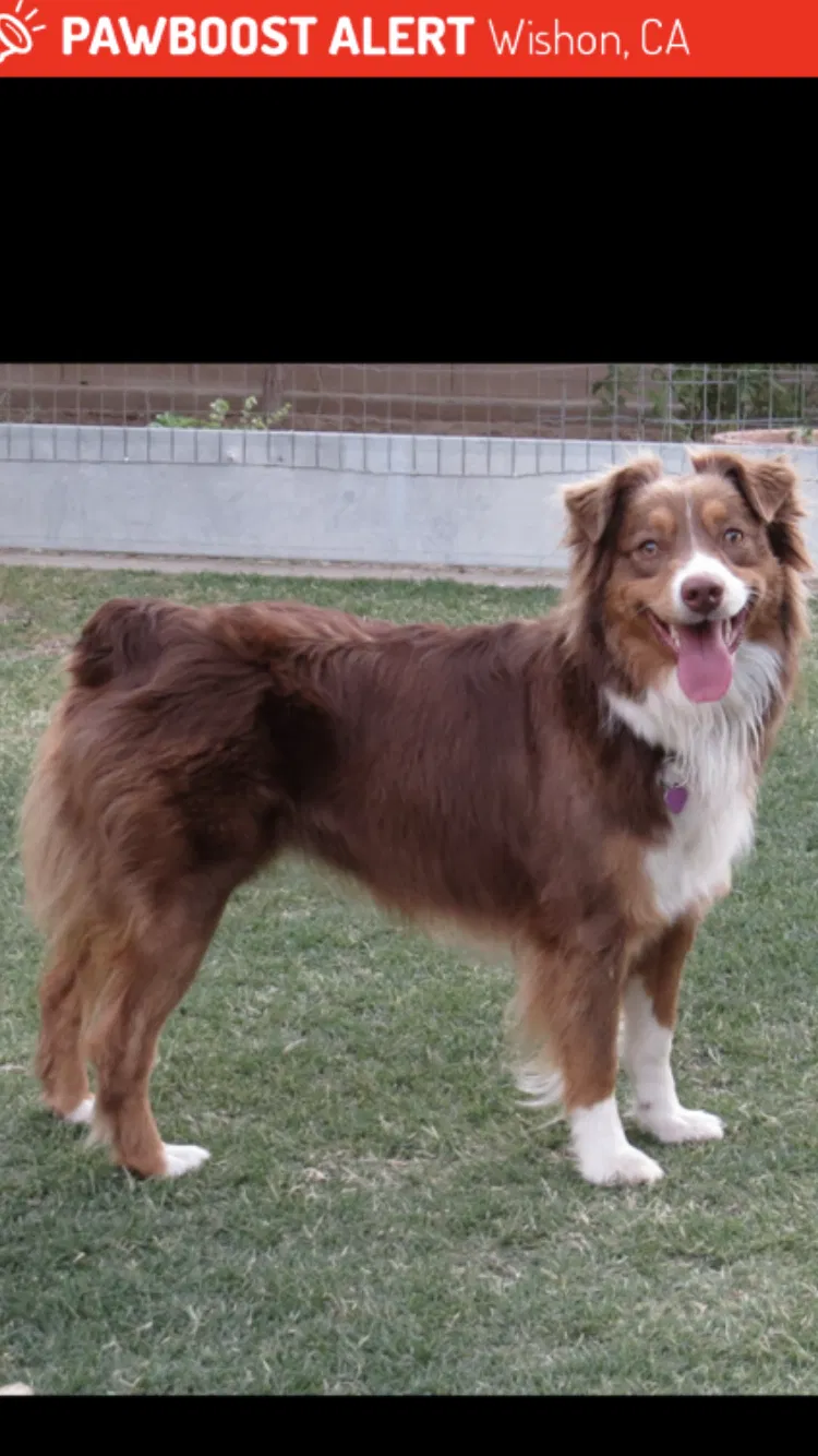 Lost dog in Clovis, CA, 93619