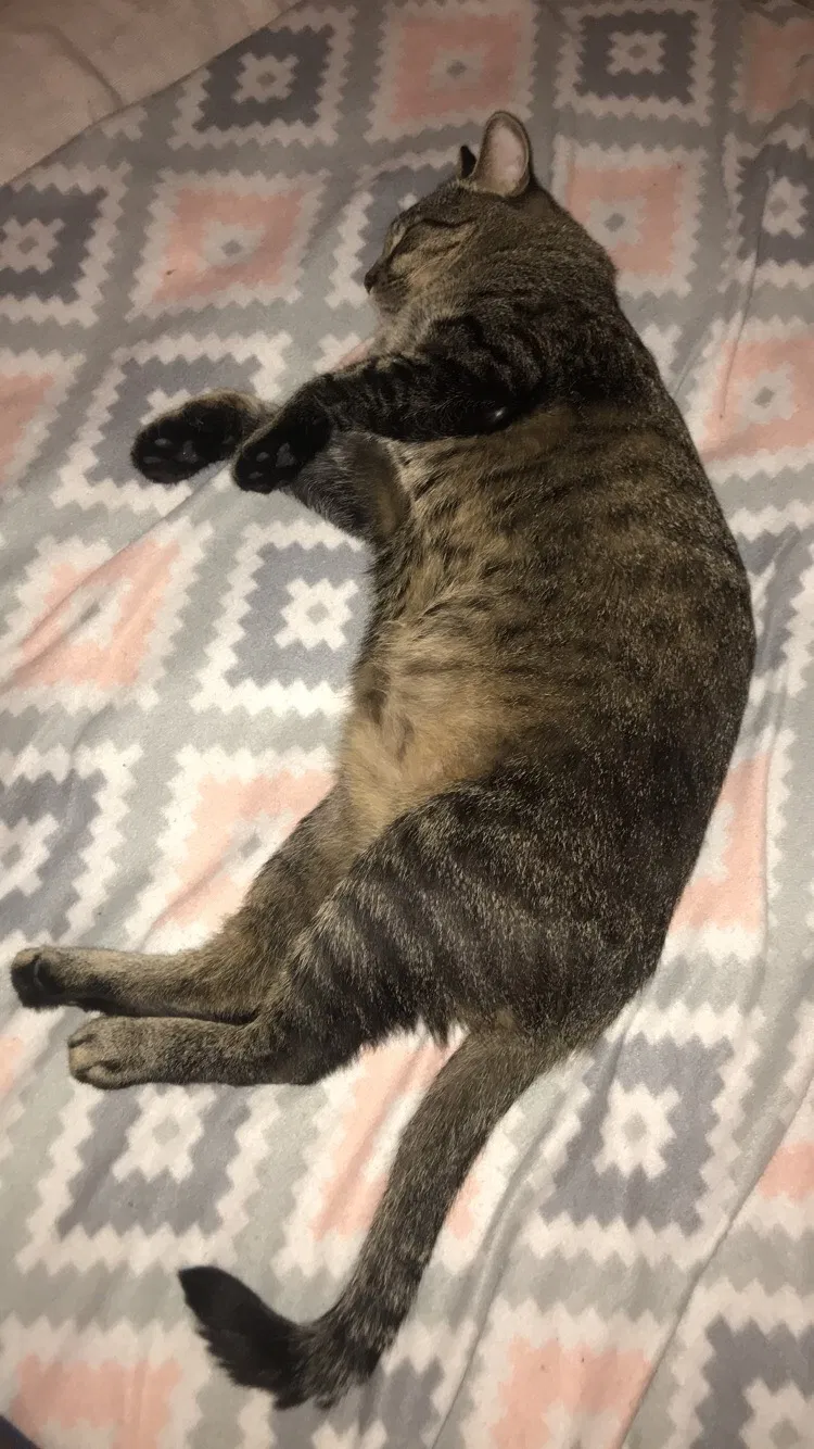 Lost cat in Clermont, FL, 34711