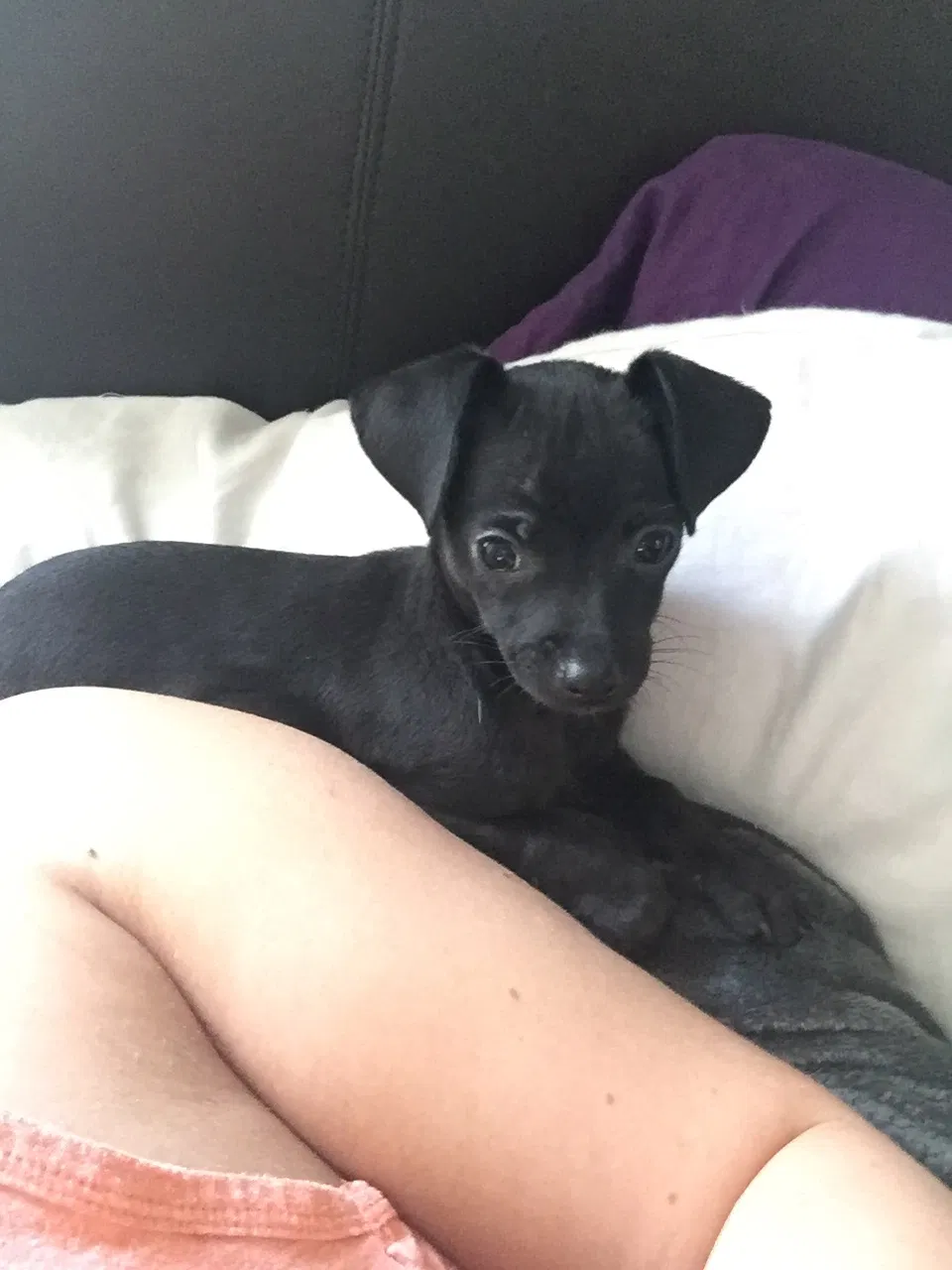 Lost dog in Fort Worth, TX, 76116