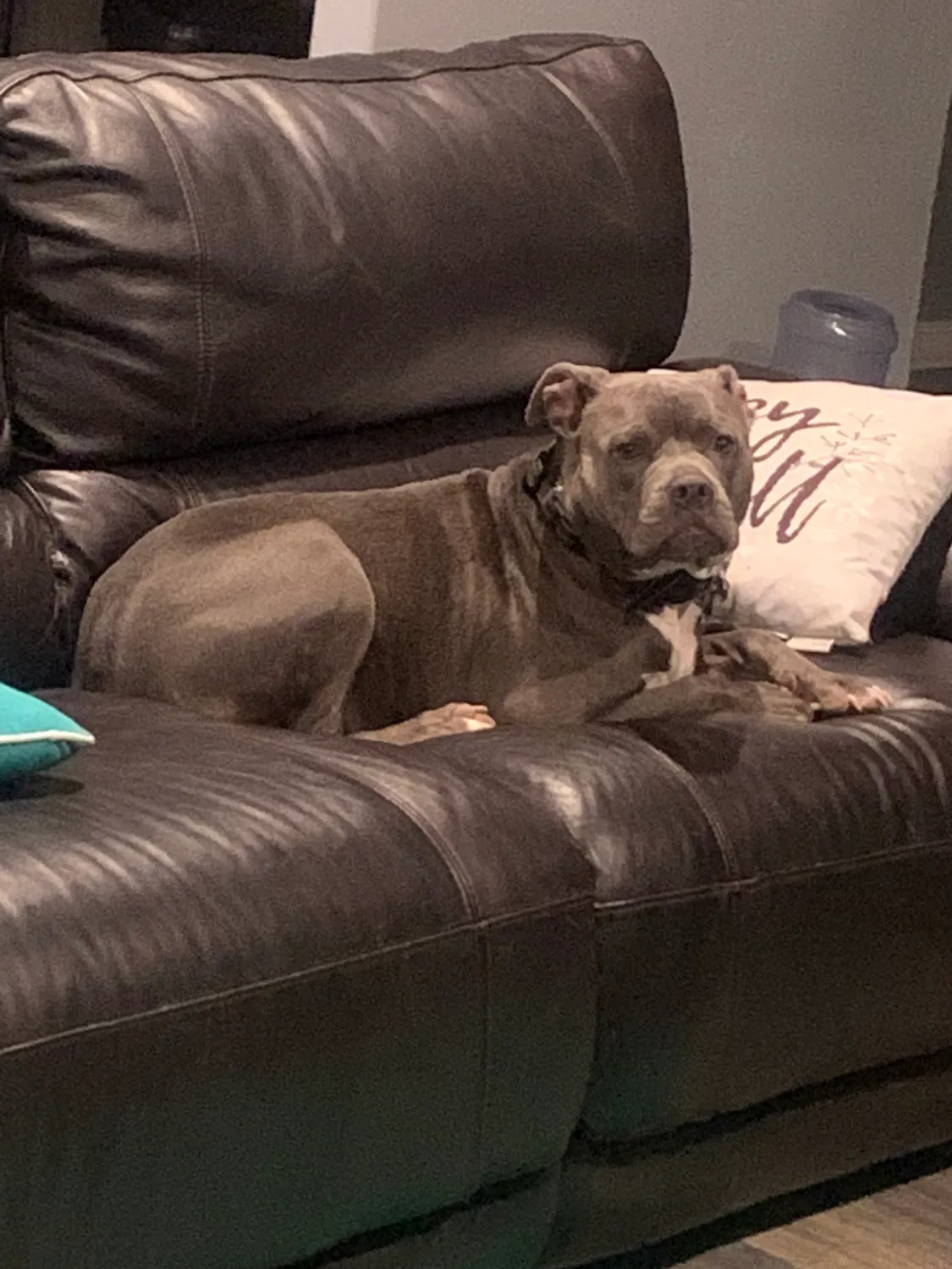 Lost dog in Pensacola, FL, 32526