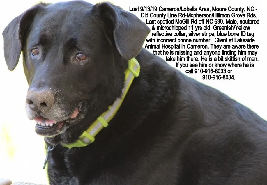 Lost dog in Cameron, NC, 28326
