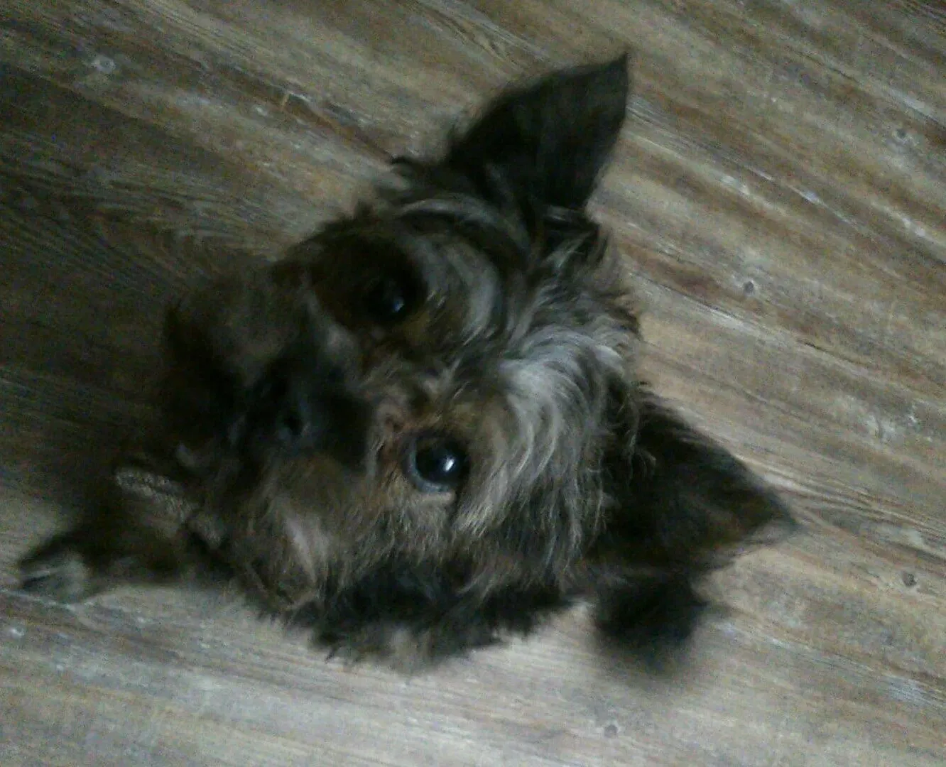Lost dog in Belton, TX, 76513