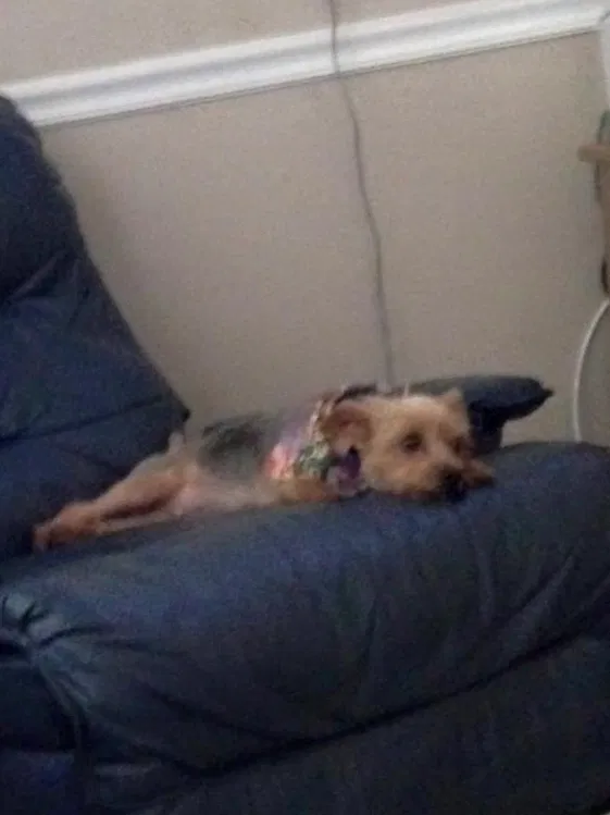 Lost dog in Loveland, OH, 45140