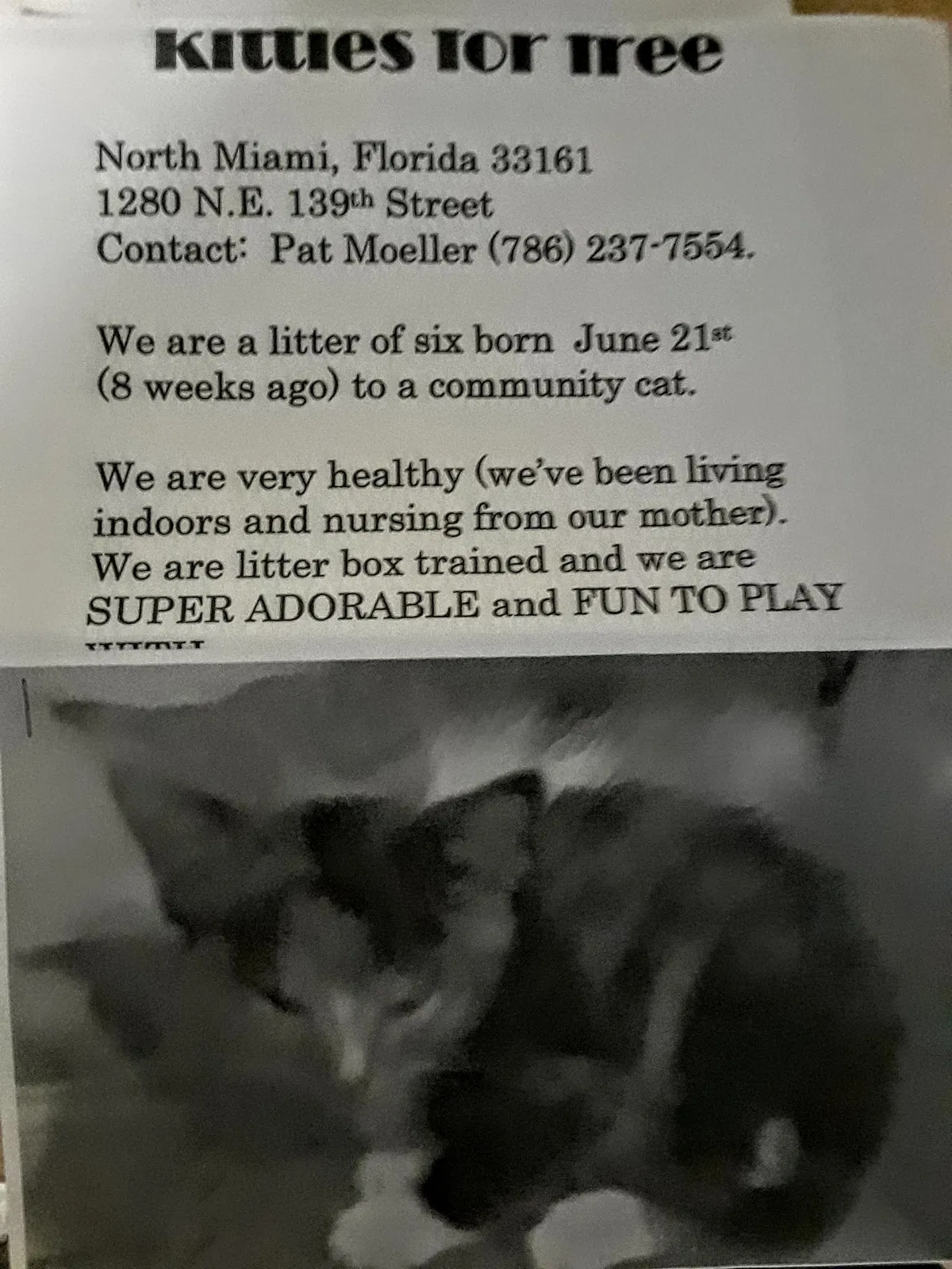 Found cat in Miami, FL, 33161