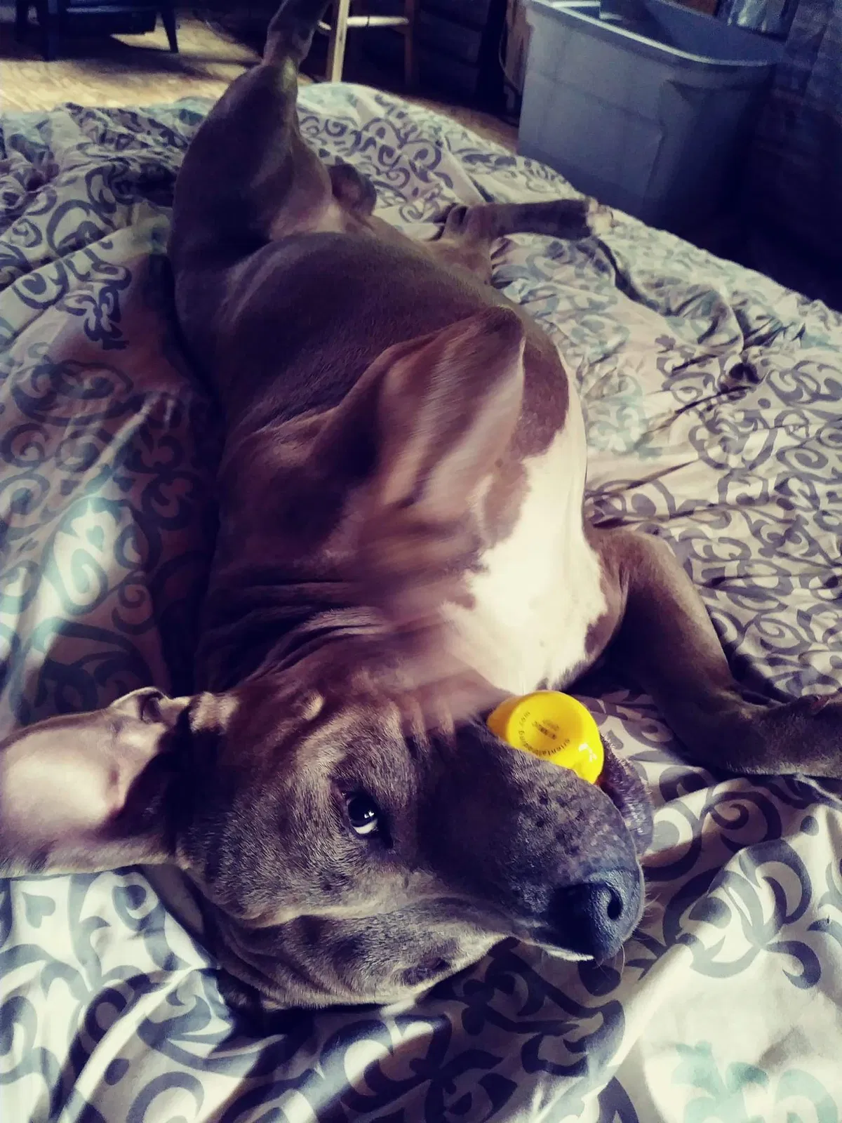 Lost dog in Oroville, CA, 95966