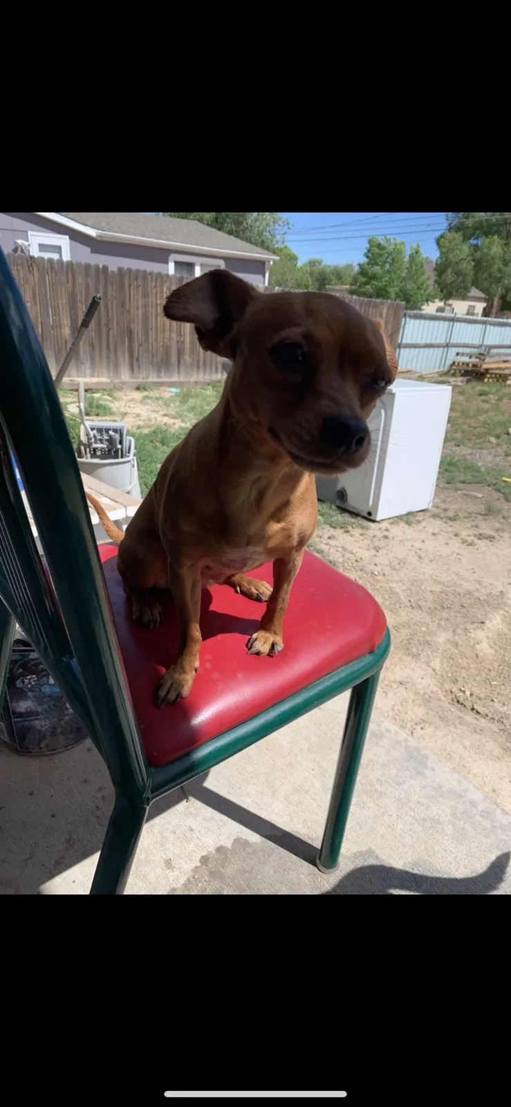 Lost dog in Pueblo, CO, 81003