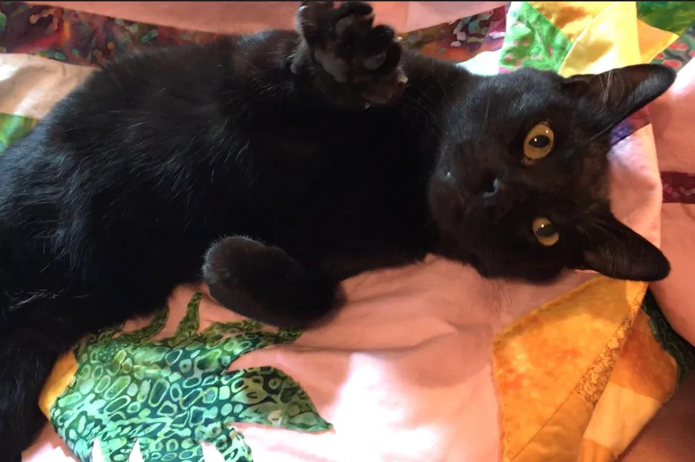 Lost cat in Goodyear, AZ, 85338