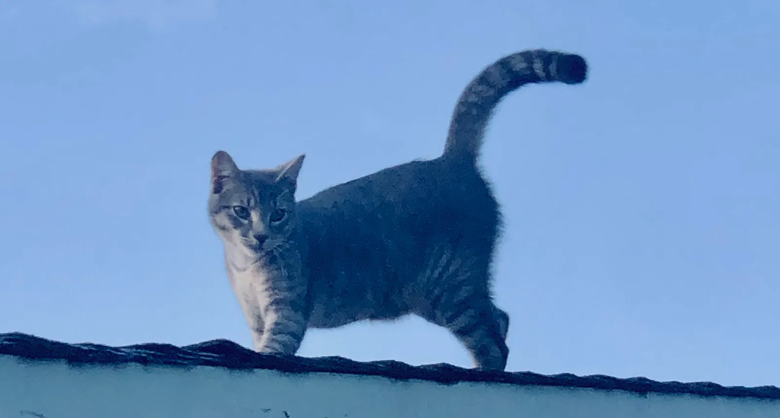 Lost cat in Peoria, AZ, 85382