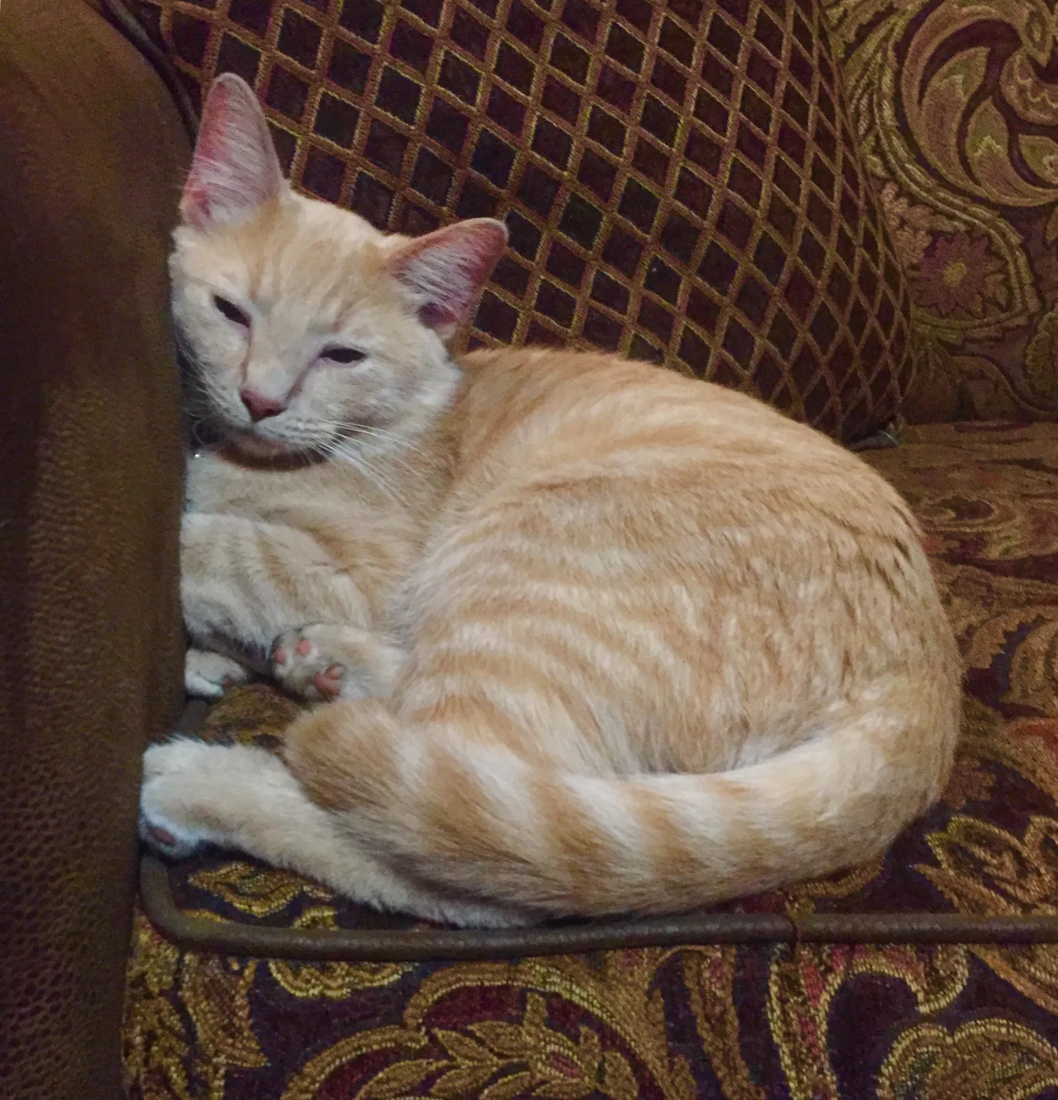 Lost cat in Columbus, OH, 43224