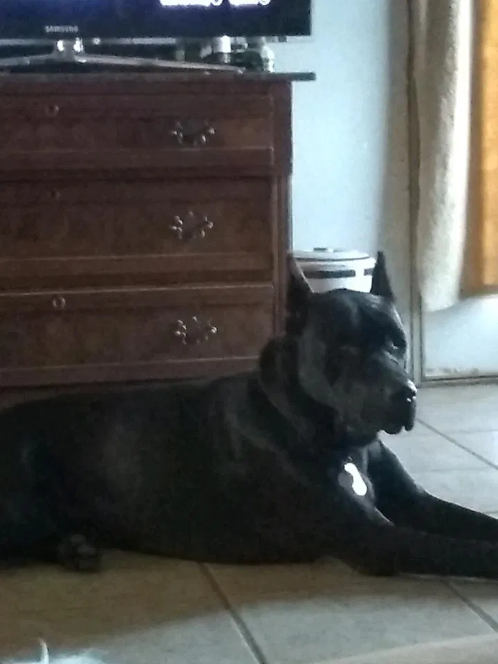 Lost dog in Lecompton, KS, 66050
