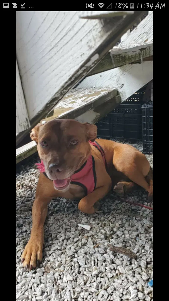 Lost dog in Central, SC, 29630