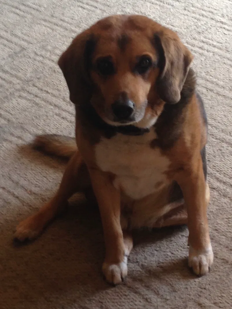 Lost dog in Dalton, OH, 44618