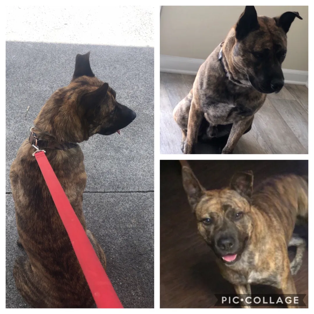 Lost dog in Winder, GA, 30680