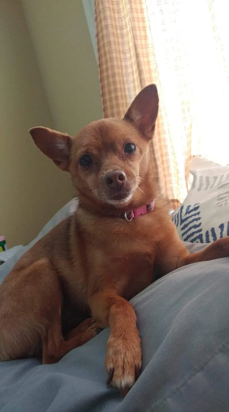 Lost dog in Red Oak, TX, 75154