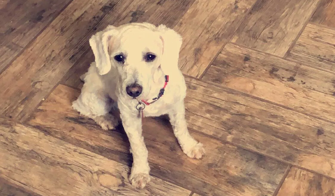 Lost dog in Oklahoma City, OK, 73129