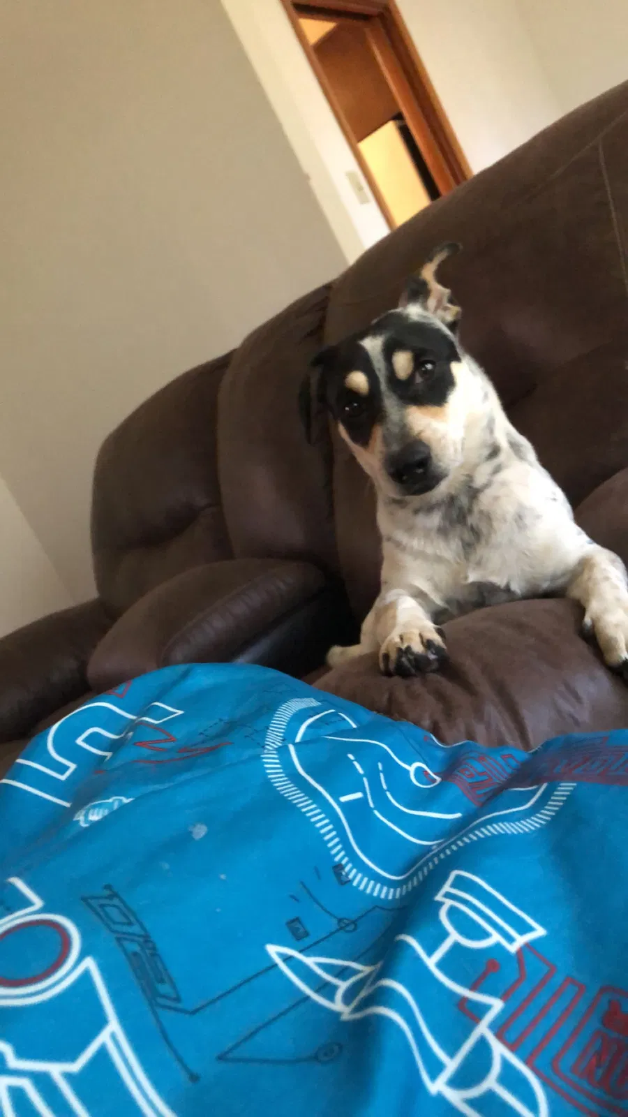 Lost dog in Timpson, TX, 75975