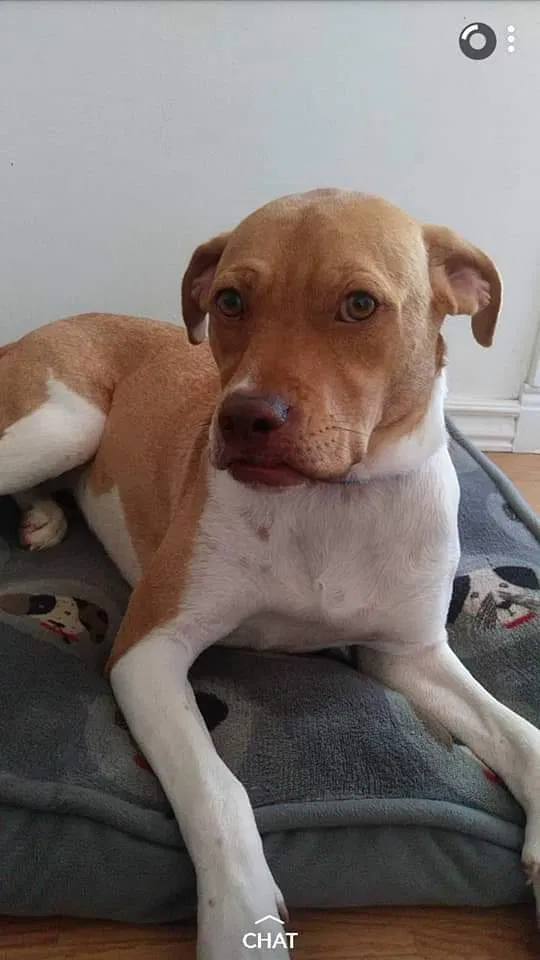 Lost dog in Colorado Springs, CO, 80909