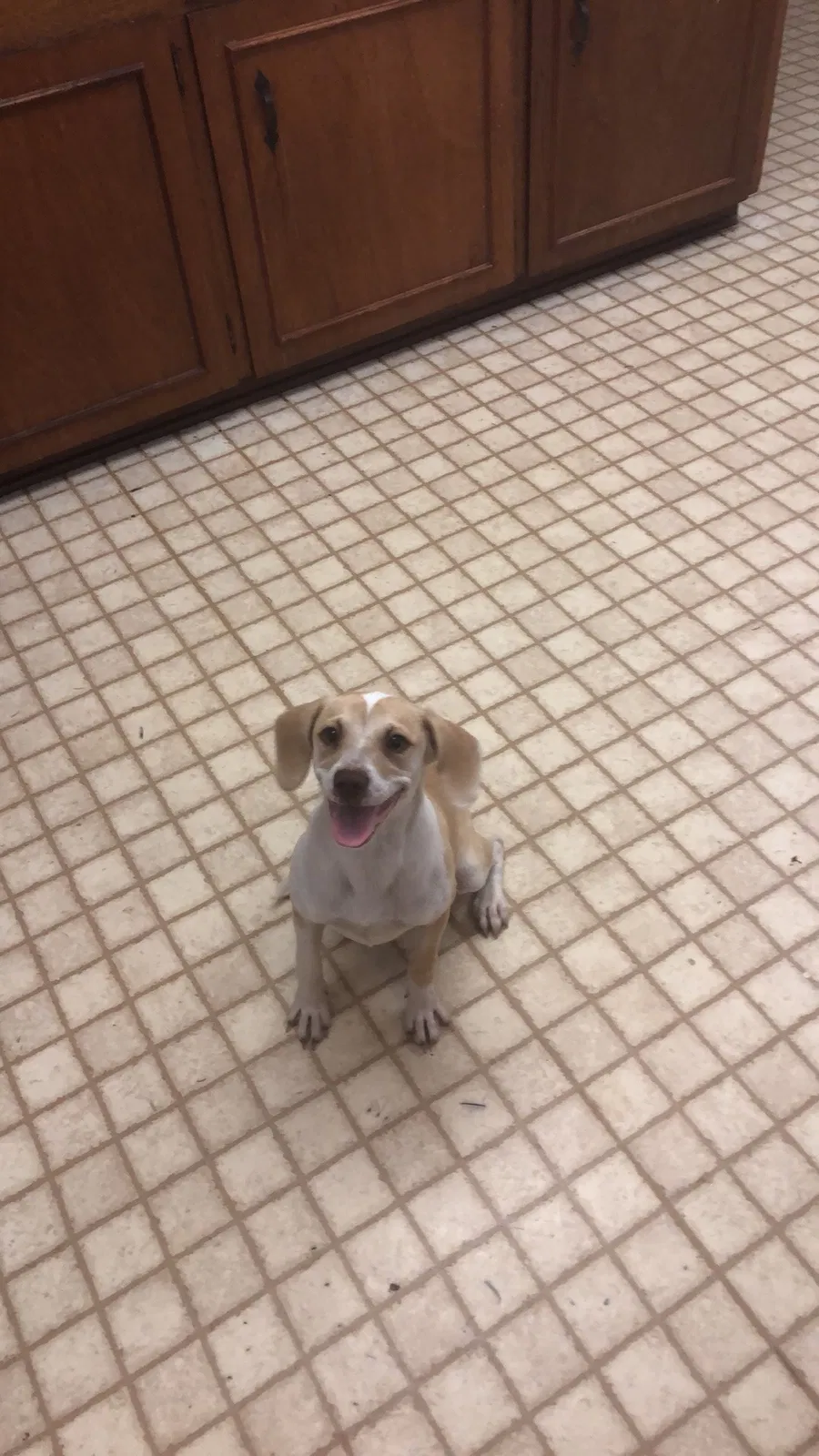 Lost dog in Timpson, TX, 75975